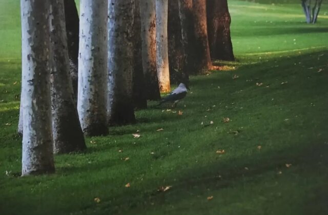 مجموعه عکس‌های عباس کیارستمی