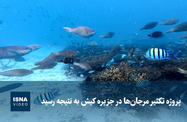ویدیو/ پروژه تکثیر مرجان‌ها در جزیره کیش به نتیجه رسید