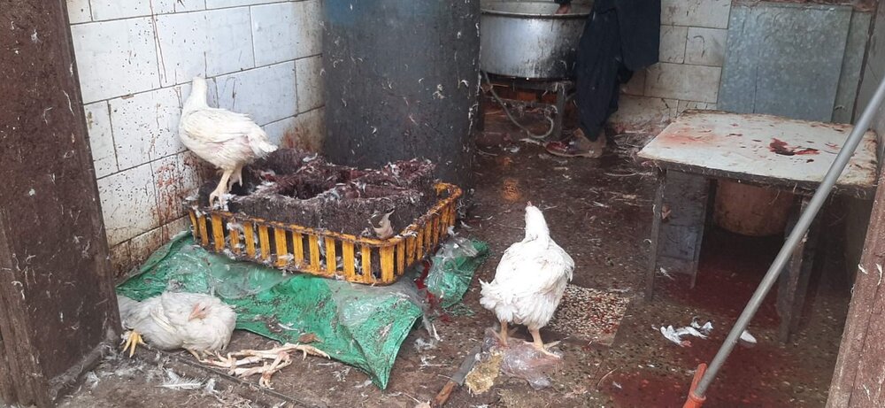 تشدید برخورد با کشتارِ غیرمجاز مرغ در سیستان و بلوچستان