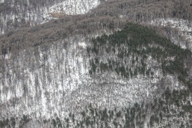 هیرکانی در آغوش زمستان