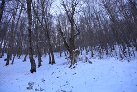 هیرکانی در آغوش زمستان