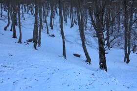 هیرکانی در آغوش زمستان