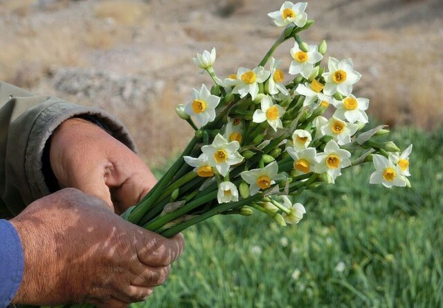 کیفیت بالای گل نرگس خراسان‌جنوبی، مزیت رقابتی تولیدکنندگان استان