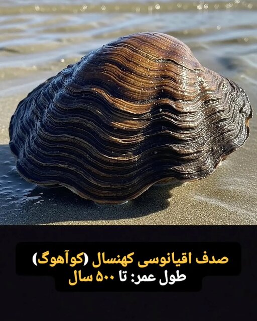 این موجودات فقط ۱۰۰ سال کودکی می کنند! + تصاویر