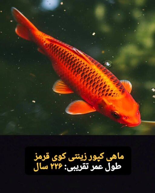 &nbsp;این موجودات فقط ۱۰۰ سال کودکی می کنند! + تصاویر