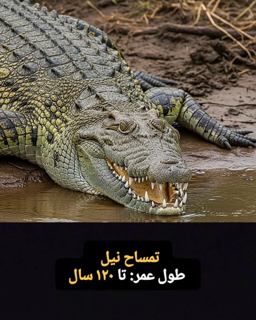 &nbsp;این موجودات فقط ۱۰۰ سال کودکی می کنند! + تصاویر