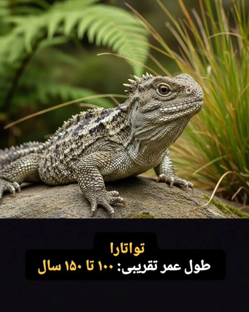 &nbsp;این موجودات فقط ۱۰۰ سال کودکی می کنند! + تصاویر