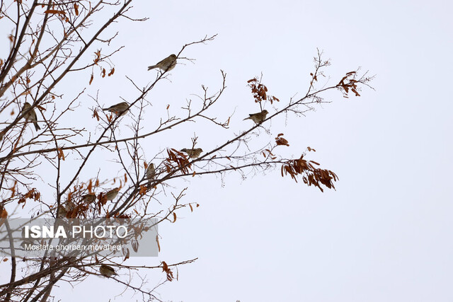 ثبت دمای منفی ۱۶ درجه در زرین‌رود استان زنجان