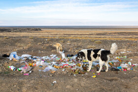 خشکشدن دریاچه ارومیه پیامدهای گسترده زیستمحیطی از جمله افزایش طوفانهای نمکی و ریزگردها، تغییر اقلیم محلی و کاهش تنوع گونههای گیاهی و جانوری را به همراه داشته است.