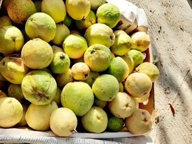 آغاز برداشت میوه گرمسیری «گواوا» از باغات شهرستان راسک
