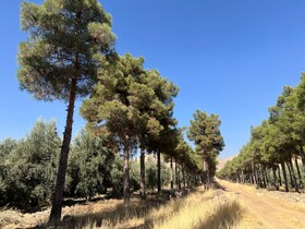 تلاش برای بهره‌برداری از باغ بش شیراز تا اول فروردین سال ۱۴۰۵