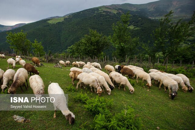 نقش تحقیقات کاربردی در پایداری تولید گوشت و معیشت عشایر کشور