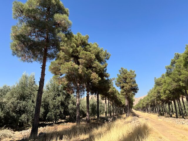 تلاش برای بهره‌برداری از باغ بش شیراز تا اول فروردین سال ۱۴۰۵