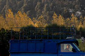 باغ‌های کیوی غرب مازندران؛ کار، معیشت و برداشت محصول