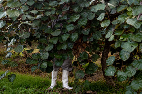 باغ‌های کیوی غرب مازندران؛ کار، معیشت و برداشت محصول