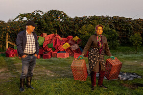 باغ‌های کیوی غرب مازندران؛ کار، معیشت و برداشت محصول