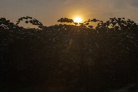 باغ‌های کیوی غرب مازندران؛ کار، معیشت و برداشت محصول