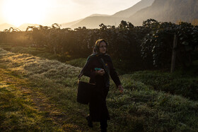 باغ‌های کیوی غرب مازندران؛ کار، معیشت و برداشت محصول