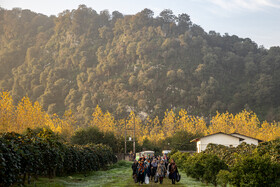 باغ‌های کیوی غرب مازندران؛ کار، معیشت و برداشت محصول