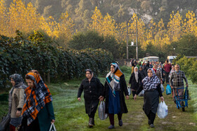 باغ‌های کیوی غرب مازندران؛ کار، معیشت و برداشت محصول