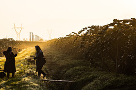 باغ‌های کیوی غرب مازندران؛ کار، معیشت و برداشت محصول