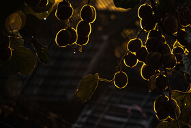 باغ‌های کیوی غرب مازندران؛ کار، معیشت و برداشت محصول