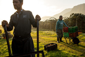 باغ‌های کیوی غرب مازندران؛ کار، معیشت و برداشت محصول