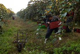 باغ‌های کیوی غرب مازندران؛ کار، معیشت و برداشت محصول