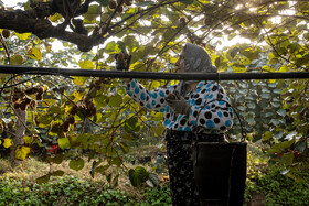 باغ‌های کیوی غرب مازندران؛ کار، معیشت و برداشت محصول