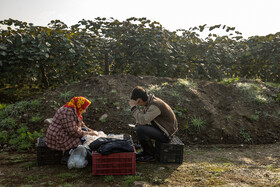 باغ‌های کیوی غرب مازندران؛ کار، معیشت و برداشت محصول