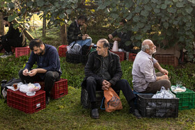 باغ‌های کیوی غرب مازندران؛ کار، معیشت و برداشت محصول