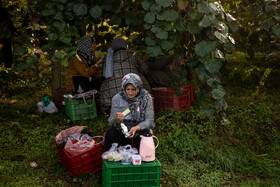 باغ‌های کیوی غرب مازندران؛ کار، معیشت و برداشت محصول