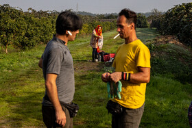 باغ‌های کیوی غرب مازندران؛ کار، معیشت و برداشت محصول