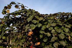 باغ‌های کیوی غرب مازندران؛ کار، معیشت و برداشت محصول