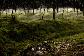 باغ‌های کیوی غرب مازندران؛ کار، معیشت و برداشت محصول