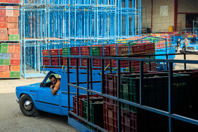 باغ‌های کیوی غرب مازندران؛ کار، معیشت و برداشت محصول