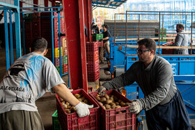 باغ‌های کیوی غرب مازندران؛ کار، معیشت و برداشت محصول