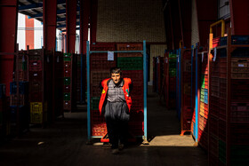 باغ‌های کیوی غرب مازندران؛ کار، معیشت و برداشت محصول