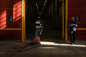 باغ‌های کیوی غرب مازندران؛ کار، معیشت و برداشت محصول