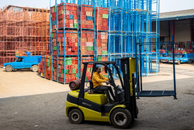 باغ‌های کیوی غرب مازندران؛ کار، معیشت و برداشت محصول