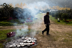 باغ‌های کیوی غرب مازندران؛ کار، معیشت و برداشت محصول