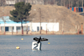 لیگ قایقرانی آب‌های آرام بانوان و آقایان