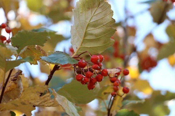 اجرای برنامه جامع حفاظت از یک گونه در معرض خطر انقراض