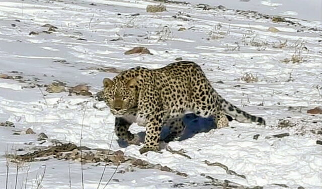 پلنگ شهمیرزاد با ردیاب در طبیعت