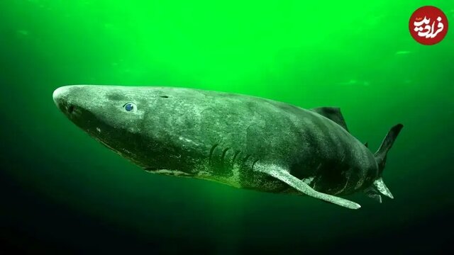 ۵ جانوری که بین ۲۰۰ تا ۵۰۰ سال عمر می‌کنند