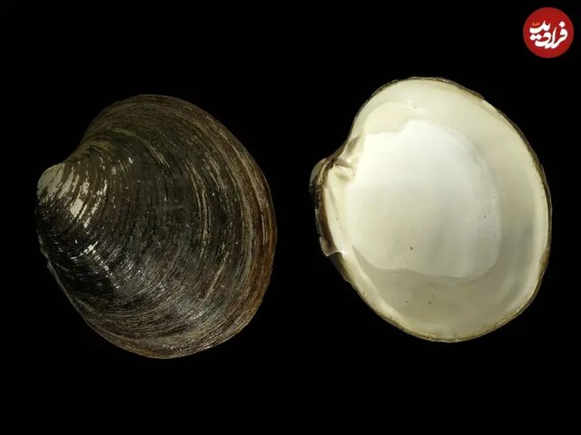 ۵ جانوری که بین ۲۰۰ تا ۵۰۰ سال عمر می‌کنند