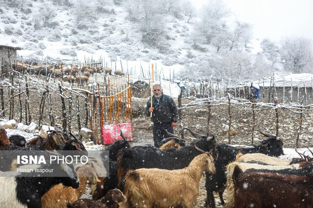 مدیر جهاد کشاورزی سوادکوه: خسارت بیش از ۶۷ میلیارد ریالی برف‌سنگین به بخش کشاورزی