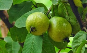 آغاز برداشت بیش از ۲۰۰۰ تن گواوا در راسک