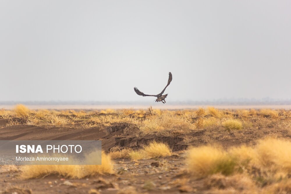 انجام سرشماری زمستانه حیات‌وحش، از البرز جنوبی تا تالاب صالحیه