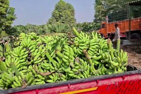 توسعه کشت موز در سیستان و بلوچستان